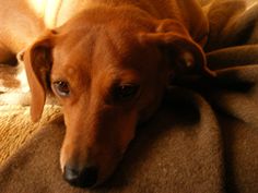 a brown dog laying on top of a couch