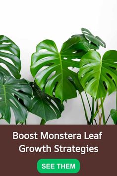 a plant with the words, best monster leaf growth strategy see them