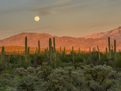 the full moon is setting over mountains and cactus trees