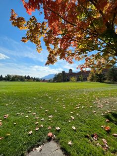 an open field with leaves on the grass