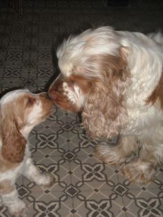 two brown and white dogs are kissing each other on the floor in front of a tile pattern