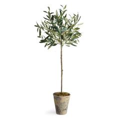 an olive tree in a pot on a white background