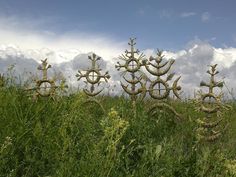 some very pretty plants in the middle of a grassy field with clouds in the background