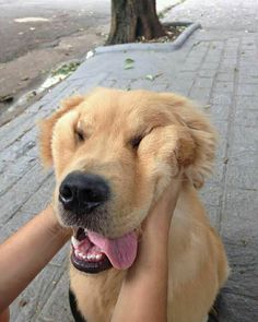 a dog is being petted by someone on the street