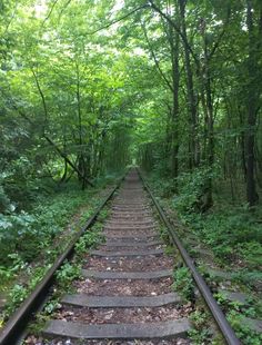 an old railroad track running through the woods