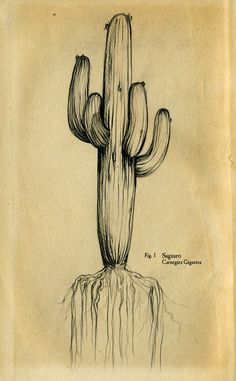 a pencil drawing of a cactus on top of a rock