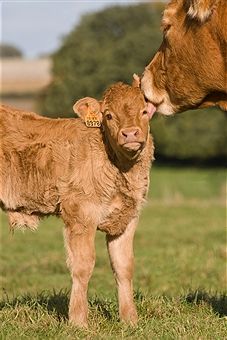 a baby calf standing next to an adult cow