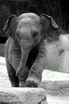 an elephant standing on top of a dirt field