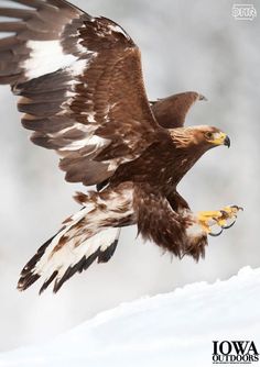 an eagle is flying in the air with its wings spread out and it's talon extended