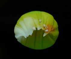 a close up view of a flower in the dark