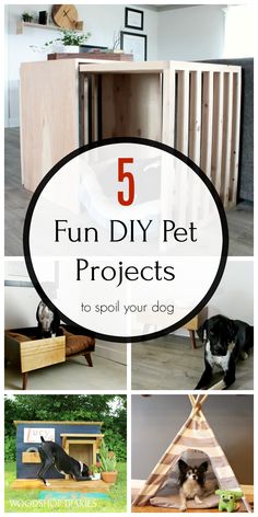 the top five diy pet projects to spoil your dog's life in 5 easy steps