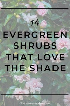 If you’re wondering what evergreen shrubs for shade to grow in your garden, then read this! They’re helpful ideas for colorful evergreen bushes for shade. I am so saving this list of evergreens to plant myself soon!! Shade Evergreens, Shade Bushes