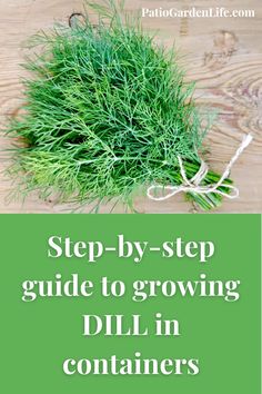 a bunch of green plants sitting on top of a wooden table with the title step - by - step guide to growing dill in containers