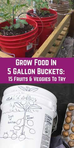 some buckets filled with plants and potatoes