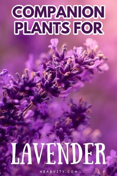 lavender flowers with the words companion plants for lavender