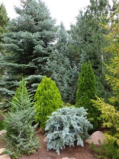 several different types of trees in a garden