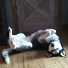 a black and white dog rolling around on its back with it's paws in the air