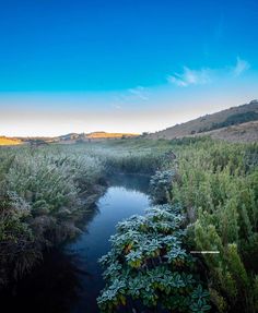 a river running through a lush green forest filled with lots of trees and bushes under a blue sky