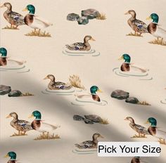 ducks are swimming in the water on a white background