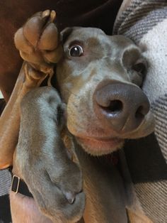 a close up of a dog laying on top of a person's lap with his paw in the air