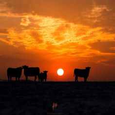 the sun is setting behind three cows in an open field