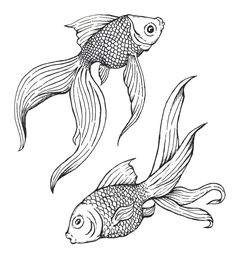 two goldfish swimming side by side in black and white, with one fish facing the opposite direction