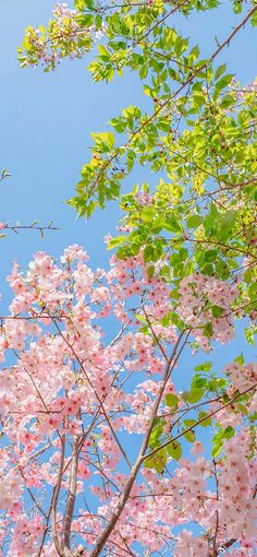 pink flowers are blooming on the branches of trees in front of a blue sky