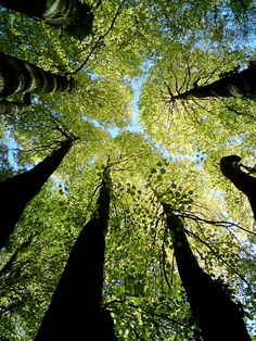 looking up at the tops of tall trees