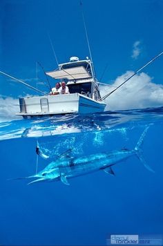 two people on a boat in the ocean with a shark swimming next to them,