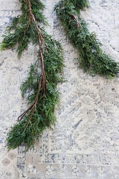 some green plants are laying on the ground next to each other with long stems sticking out of them