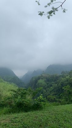 a bench sitting on top of a lush green hillside