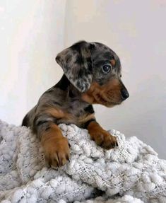 a small black and brown dog laying on top of a white blanket with it's paws up