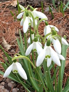 snowdrops are blooming in the forest