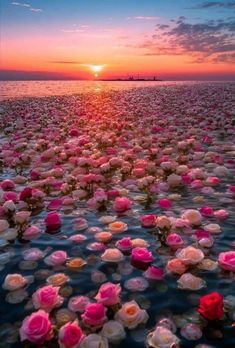 pink and white flowers floating on top of water at sunset with the sun in the background