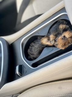 a small dog sitting in the driver's seat of a car with its head sticking out