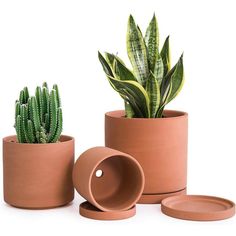 three potted plants in different shapes and sizes, one with a succulent