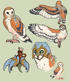 four different kinds of owls sitting on top of each other