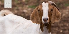 a close up of a goat with a tag on it's ear