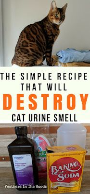 the simple recipe that will destroy your cat urine smell and keep them from getting sick