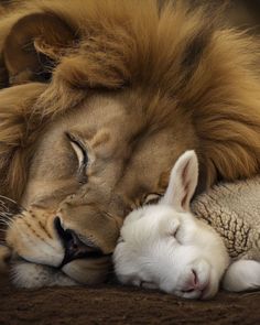 a lion laying on top of a white bunny sleeping next to it's head