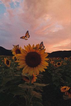 two butterflies flying over a sunflower in a field