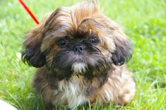 a small brown and black dog sitting on top of a lush green grass covered field