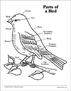 parts of a bird coloring page