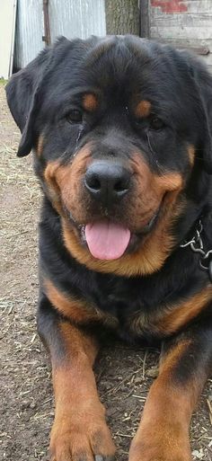 a large black and brown dog laying on the ground