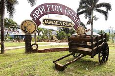 Go on a journey to the picturesque south coast of Jamaica during this 8-hour rum tasting tour from Ocho Rios. Visit the exotic Appleton Estate, home of the finest rum in the world. Take a tour of the distillery and sample 10 different varieties of rum; you might even bring some home! Learn about the history of rum production and what makes Appleton so unique. Roundtrip transportation to and from your hotel in Ocho Rios is provided.
The post Appleton Estate Rum Tour and Tasting from Ocho Rios ...