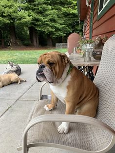 a brown and white dog sitting on top of a patio chair next to another dog