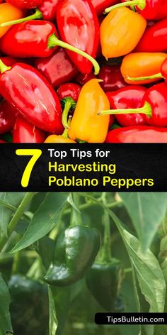 the top tips for harvesting poblano peppers