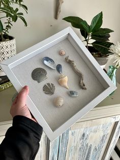 a person holding up a shadow box with sea shells in it and some plants on the side