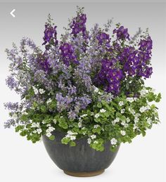 purple and white flowers in a black vase