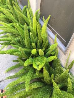 a green plant sitting on top of a sidewalk next to a window sill in front of a building